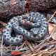 Twin-Spotted Rattlesnake