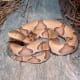 An adult copperhead -- keep your distance!