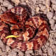 A juvenile cottonmouth: Again a yellow tail!