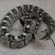 Blacktail Rattlesnake
