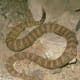 Speckled Rattlesnake