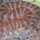 Tiger Rattlesnake