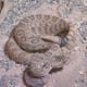 Western Rattlesnake
