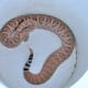Mojave Rattlesnake