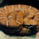 Ridgenose Rattlesnake