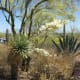white flowers on Spanish Bayonet