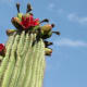 Dark Red fruit atop a giant Saguaro Cactus
