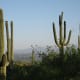Saguaro cacti in the desert of Southern Arizona
