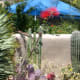 Various cacti and wild flowers in bloom in the Arizona Desert
