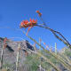 Ocotillo in bloom along Finger Rock hiking trail in Tucson
