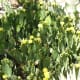 Another variety of Prickly Pear Cactus in bloom