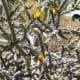 Dark yellow flowers blooming on a cholla cactus