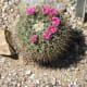 Cactoceae Cactus in bloom