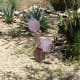 A purple prickly pear cactus in bloom.