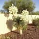 Spanish Bayonet succulent in full bloom