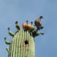 Dove sampling the fruit of a Saguaro Cactus