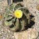 Star Cactus in Bloom
