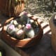 Thelocactus Cactus - a very small cactus (4 to 5 inches in height) with white prickers that look like fur.