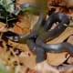 A back racer waiting for prey in dry leaves. Photograph taken in in Carrboro, North Carolina, 2006. Although the snake is an accomplished hunter, they are nonvenomous and therefore not threatening to humans, although their bite is still painful.