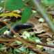 Southern black racer (Coluber constrictor priapus) with a raised head.