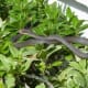 Black Racer on Merritt Island, Florida. These snakes are common in Florida and can often be found in suburban yards. They feel less threatened by humans than most other snakes.