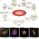 A diagramatic representation of the stages of the mitotic cell cycle, including some of the key molecules involved in controlling this cycle