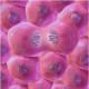 A dividing cell well into Anaphase