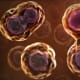 Cells in various stages of cytokinesis