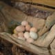 Chicken Nest