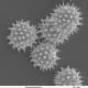 Scanning Electron Micrograph of Pollen Grains (Helianthus annuus - common sunflower)
