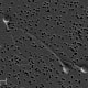 3 Human Sperm Cells