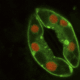 Confocal micrograph of guard cells around a stoma of the plant Arabidopsis.
