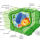 A typical Plant Cell