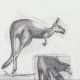 Kangaroo study