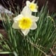 Daffodils in British Columbia, Canada
