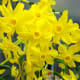 The jonquil has a lovely fragrance.