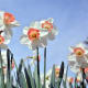 More flowers with a beautiful colour contrast