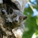 The red-tailed sportive lemur is a nocturnal species found in the Menabe region of Western Madagascar. It spends the night sleeping in tree holes.