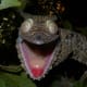 I think this giant leaf gecko is angry.