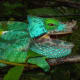 Parson's chameleon, the biggest chameleon known to man is a Madagascar native.