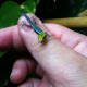 My klemmeri day gecko was born in Germany, but the species is a Madagascar native.