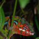 The extremely colorful panther chameleon is only found in Madagascar. There are different color forms depending on the locality.