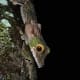 The mossy leaf gecko is perfectly camouflaged when it closes its eyes.
