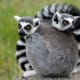 Ring tail lemurs