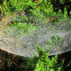 A sheet weaver spider's web.