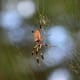 A gold weaver spider on its orb web
