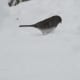 Slate-Colored Junco looking for seeds and/or bugs in the snow.