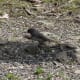 Male Slate-Colored Junco foraging under bird feeders.