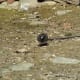 Slate-Colored Junco looking for bugs or seeds.