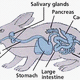 how-the-rabbit-digestive-system-works